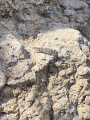 Sphingonotus rubescens