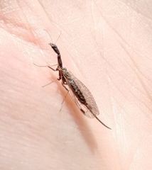 Xanthostigma xanthostigma