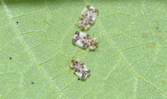 Corythucha juglandis