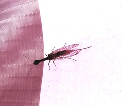 Xanthostigma xanthostigma