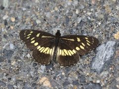 Gnathotriche exclamationis