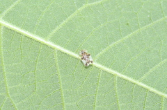 Corythucha juglandis