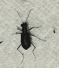 Cicindela tenuisignata