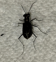 Cicindela tenuisignata