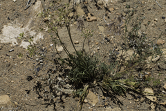 Lomatium nevadense