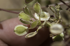 Lomatium nevadense