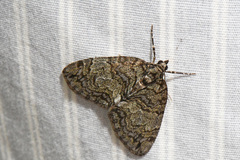 Hydriomena divisaria