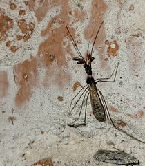 Stenolemoides arizonensis