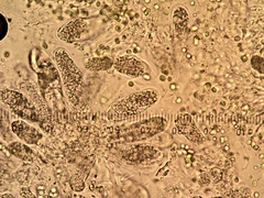 Endocarpon petrolepideum