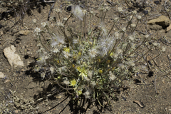 Anisocoma acaulis