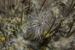 Anisocoma acaulis
