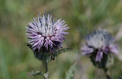 Carthamus caeruleus
