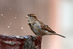 Passer domesticus