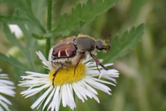Trichiotinus piger