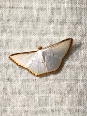 Leuciris fimbriaria