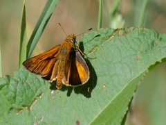 Ochlodes sylvanus