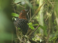 Acropternis orthonyx