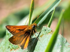 Ochlodes sylvanus