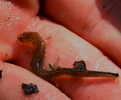Eurycea troglodytes