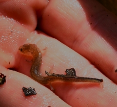 Eurycea troglodytes