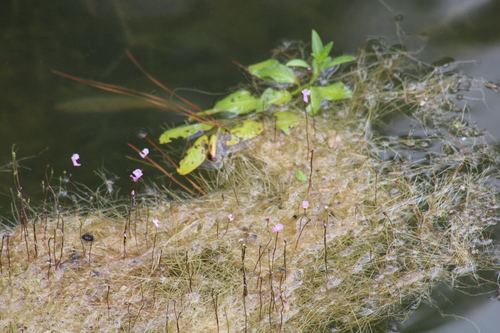 Image of Utricularia resupinata by (c) Sawyer Baran, some rights reserved (CC BY)
