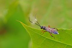 Vulgichneumon saturatorius