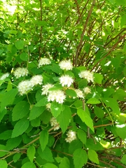 Spiraea chamaedryfolia