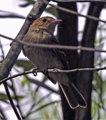 Lathrotriccus euleri