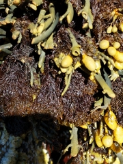 Vertebrata lanosa