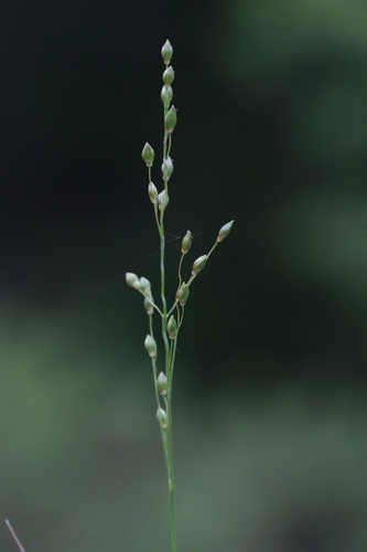 Starved Panicgrass