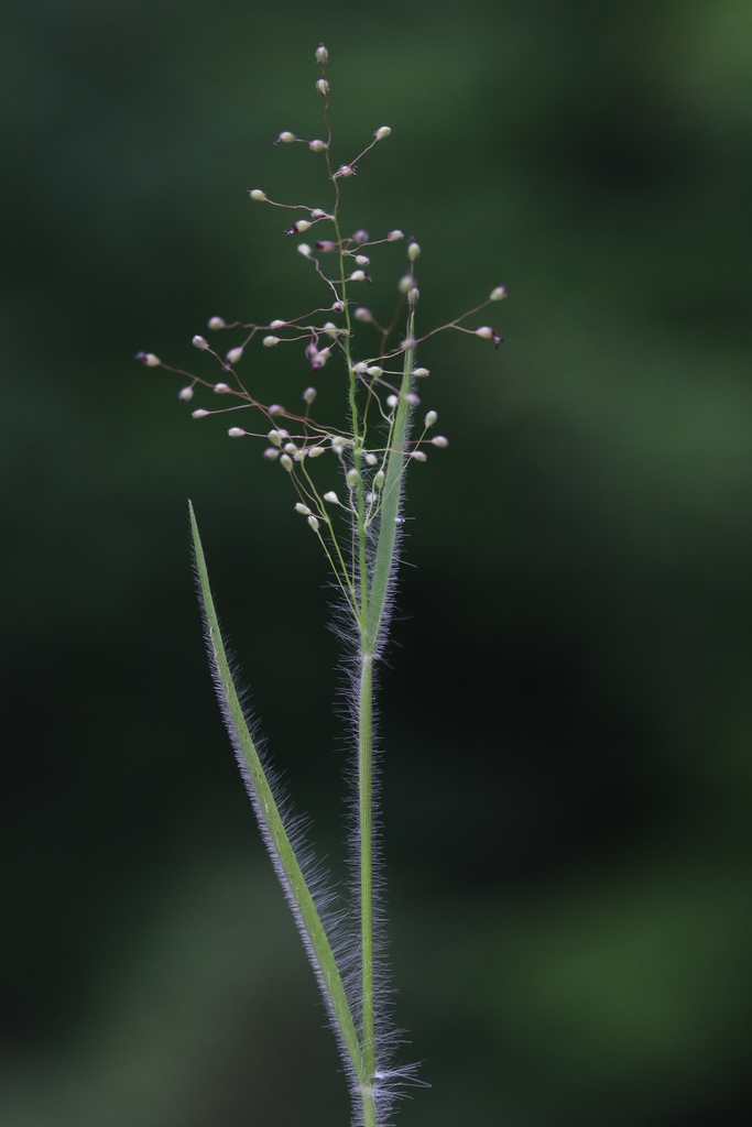 hairy rosette-panicgrass