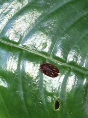 Iphirhina perfecta