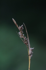 Carex lucorum