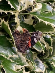 Vanessa atalanta
