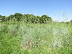 Helictotrichon sempervirens