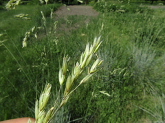 Helictotrichon sempervirens