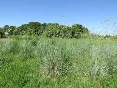 Helictotrichon sempervirens