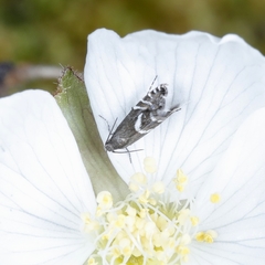 Glyphipterix simpliciella