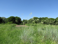 Helictotrichon sempervirens