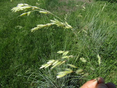 Helictotrichon sempervirens