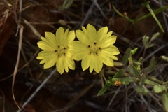 Lagophylla glandulosa