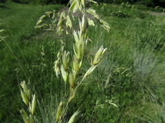 Helictotrichon sempervirens