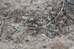 Paroxya atlantica