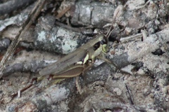 Paroxya atlantica