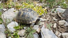 Testudo graeca buxtoni