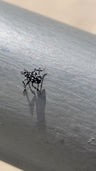 Lycorma delicatula
