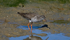Tringa totanus