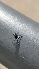 Lycorma delicatula