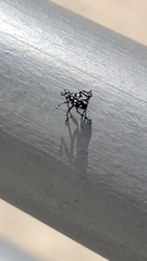 Lycorma delicatula