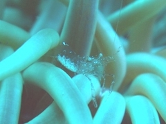 Periclimenes scriptus